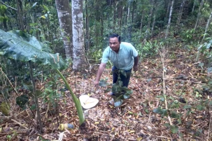 Agarwood