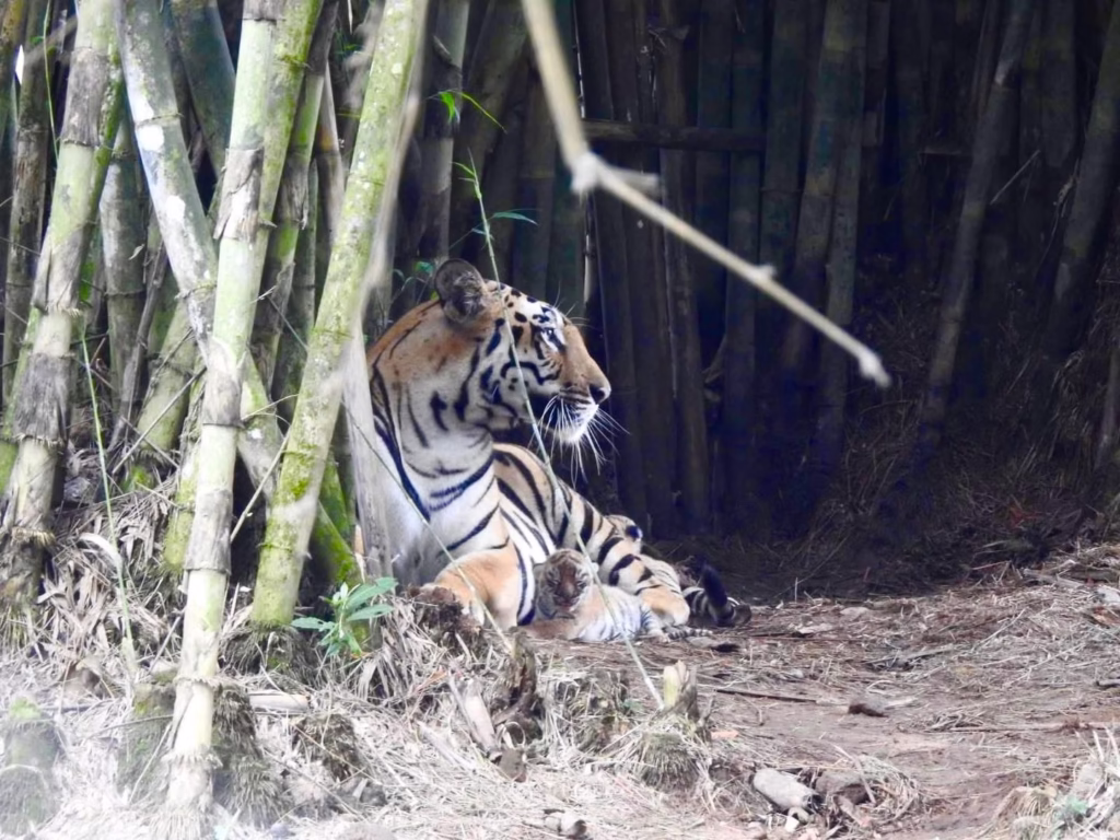 Three Tiger Cubs Born in Sepahijala Wildlife Sanctuary: CM Dr. Manik Saha Shares Exciting News 4 img 5684 1