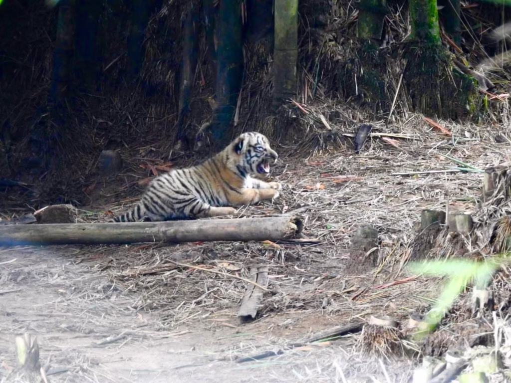 Three Tiger Cubs Born in Sepahijala Wildlife Sanctuary: CM Dr. Manik Saha Shares Exciting News 3 img 5685 1