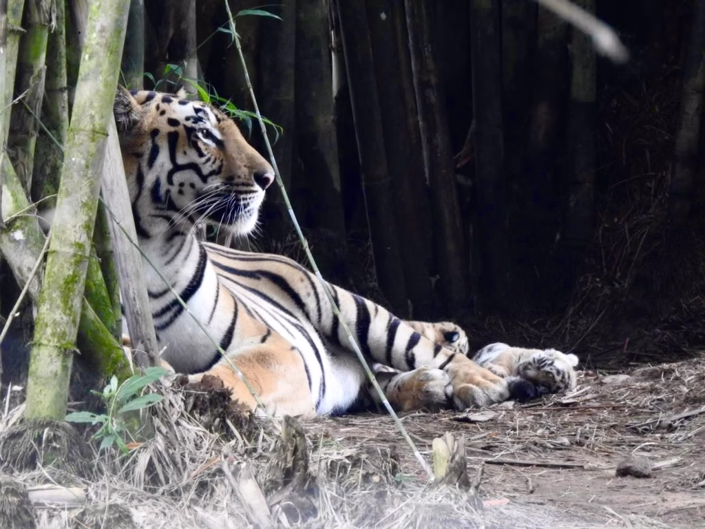 Three Tiger Cubs Born in Sepahijala Wildlife Sanctuary: CM Dr. Manik Saha Shares Exciting News 2 img 5686 1