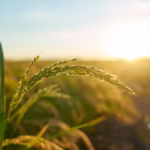 Viksit Krishi Sankalp Abhiyan Sparks New Agricultural Awakening in Tripura
