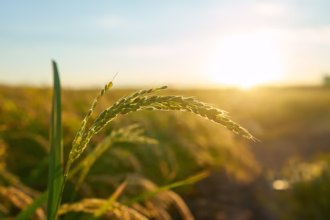 Viksit Krishi Sankalp Abhiyan Sparks New Agricultural Awakening in Tripura