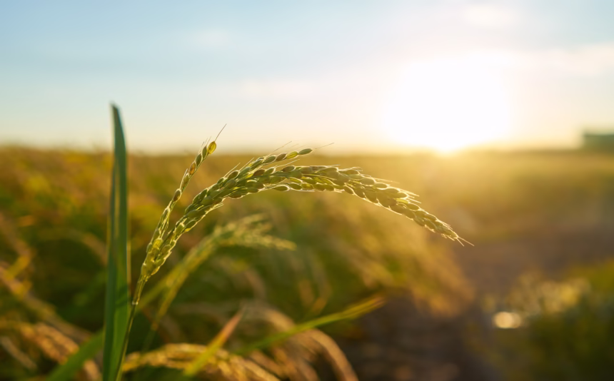 Viksit Krishi Sankalp Abhiyan Sparks New Agricultural Awakening in Tripura