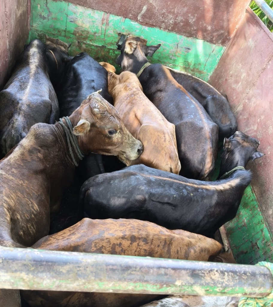 Cattle Smuggling Continues Amid Alleged Police Complicity in North Tripura; Two Youths Caught by Pecharthal Police 2 5cdc8f33 c9f0 4ae0 9146 d2e0df6ec0bc 1