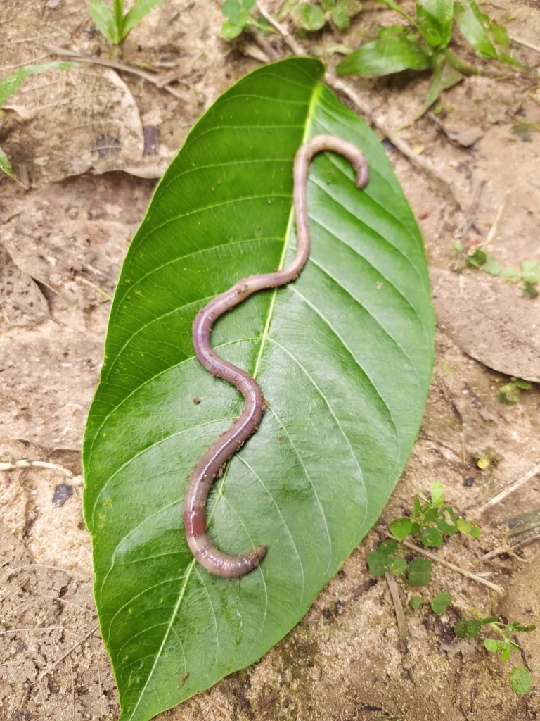 Two New Earthworm Species Discovered in Tripura: A Tribute to Science and Legacy 2 7135bd74 6a1b 42f1 8087 ddd0baa420f2 1