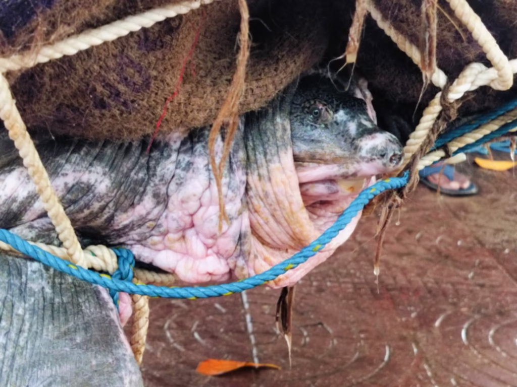 First Phase of Turtle Study Completed at Kalyan Sagar Lake, Matabari Temple 3 img 9833 1