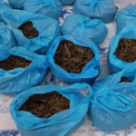 Ganja