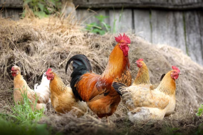 Livestock
