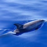 Dolphin,