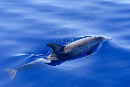 Dolphin,