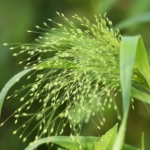 Cultivation