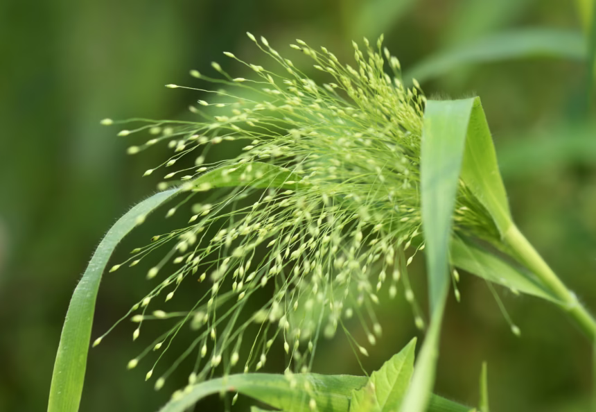 Cultivation