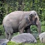 tripura to build elephant passes in khowai district