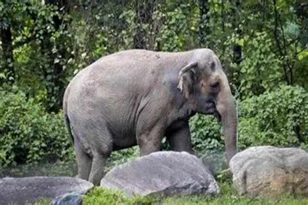 tripura to build elephant passes in khowai district