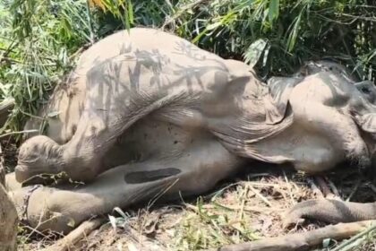 a5327330 a032 401f acaf ea92187840fa