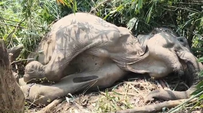 a5327330 a032 401f acaf ea92187840fa