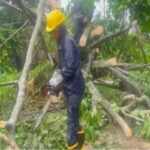 tree collapse blocks assam agartala national highway near ranirbazar