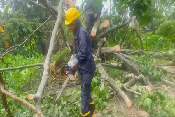 tree collapse blocks assam agartala national highway near ranirbazar