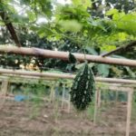 kalyanpur farmers find new hope in dhruva 81 bitter gourd cultivation strong yields market prices bring smiles