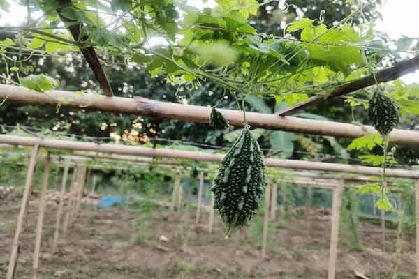 kalyanpur farmers find new hope in dhruva 81 bitter gourd cultivation strong yields market prices bring smiles