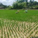 golden harvest in sight tripura farmers await bumper aman yield amid favourable weather
