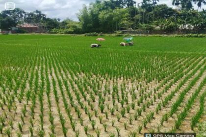 golden harvest in sight tripura farmers await bumper aman yield amid favourable weather