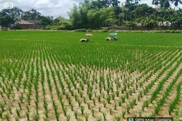 golden harvest in sight tripura farmers await bumper aman yield amid favourable weather