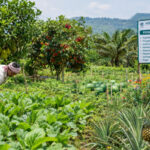 horticulture department rolls out new programmes for 2026 27 in khowai